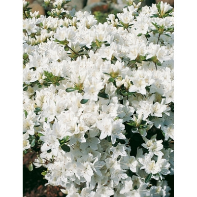 Japaninatsalea 'Kermesina alba' (Rhododendron japonicum 'Kermesina alba') 